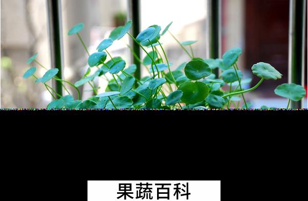 果蔬百科铜钱草的养殖方法与注意事项