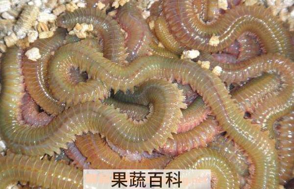 海蜈蚣营养价值与功效