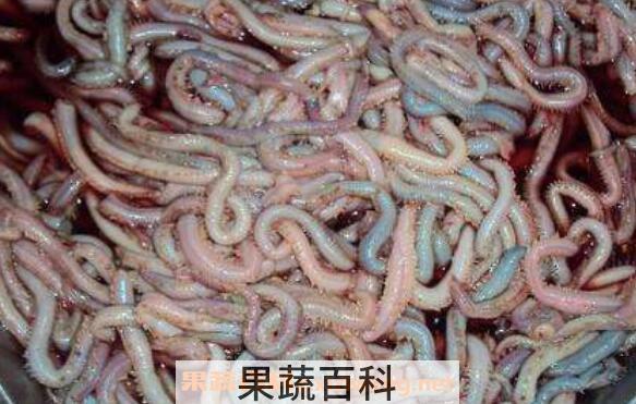 海蜈蚣营养价值与功效