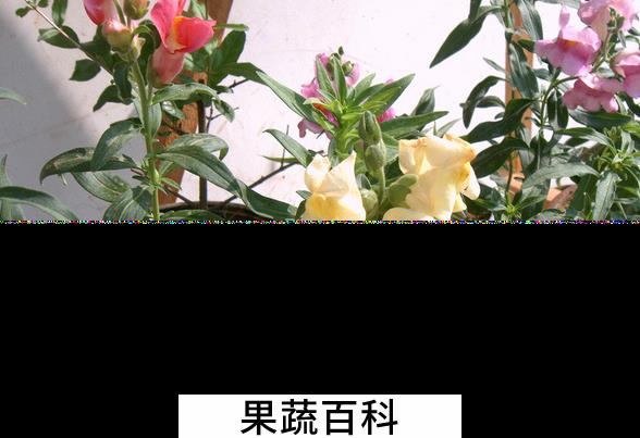 果蔬百科金鱼草的药用价值与功效