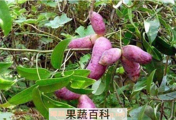 紫皮香蕉