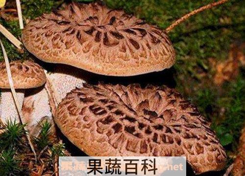 虎掌菌