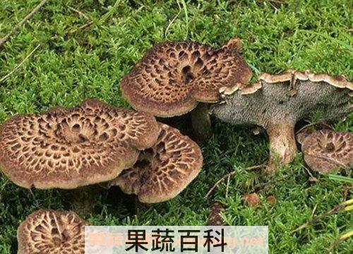 虎掌菌