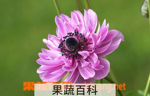 果蔬百科重瓣银莲花花卉盆景怎么养