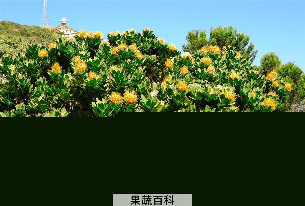 果蔬百科帝王花的养殖方法和花语