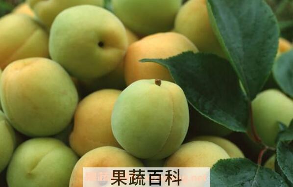 酸梅子的功效与作用