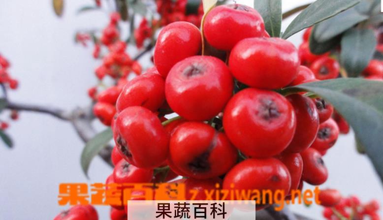 果蔬百科吉祥果花养殖方法大全