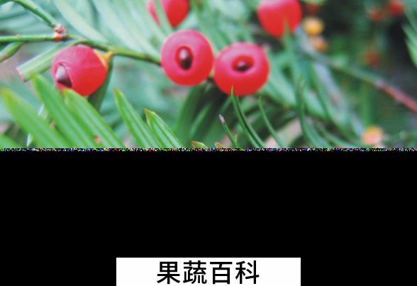 果蔬百科红豆杉的药用价值与功效