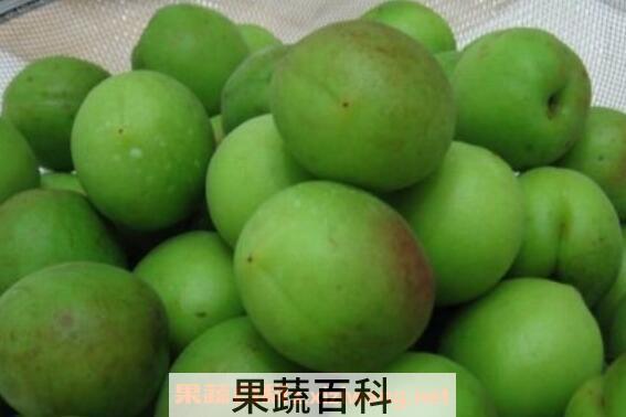 野生酸梅的功效与作用