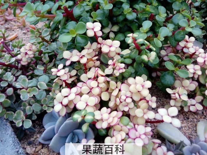 果蔬百科雅乐之舞的养殖方法及图片欣赏