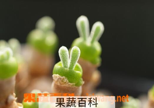 果蔬百科碧光环怎么养