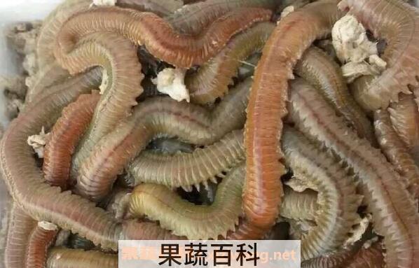 海蜈蚣怎么做好吃 海蜈蚣怎么洗