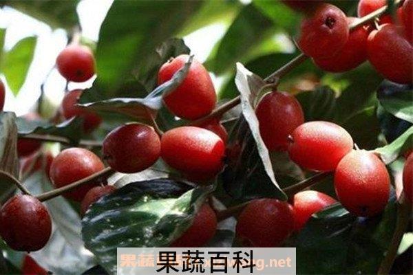 羊奶果