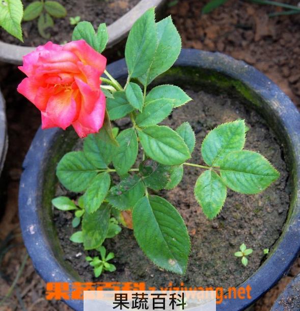 果蔬百科如何扦插月季花