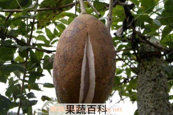 野香蕉
