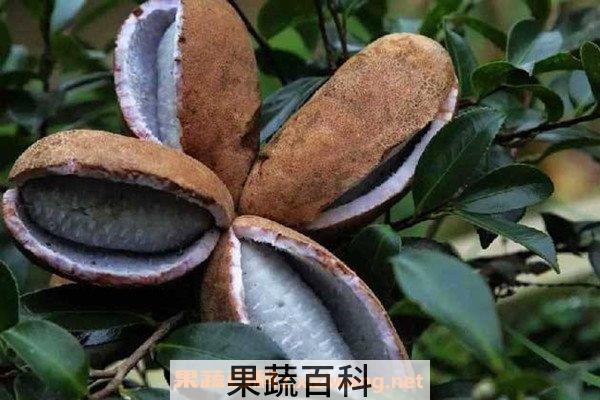 野香蕉