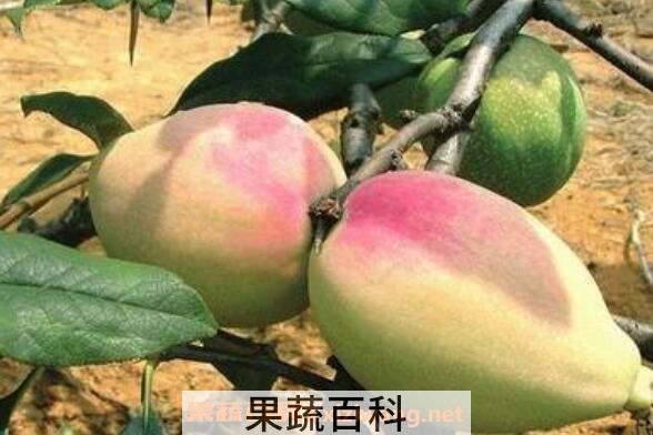 宣木瓜的功效与作用 宣木瓜的副作用
