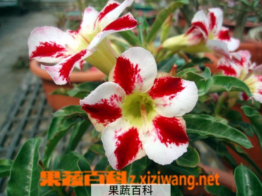 果蔬百科沙漠玫瑰养殖方法
