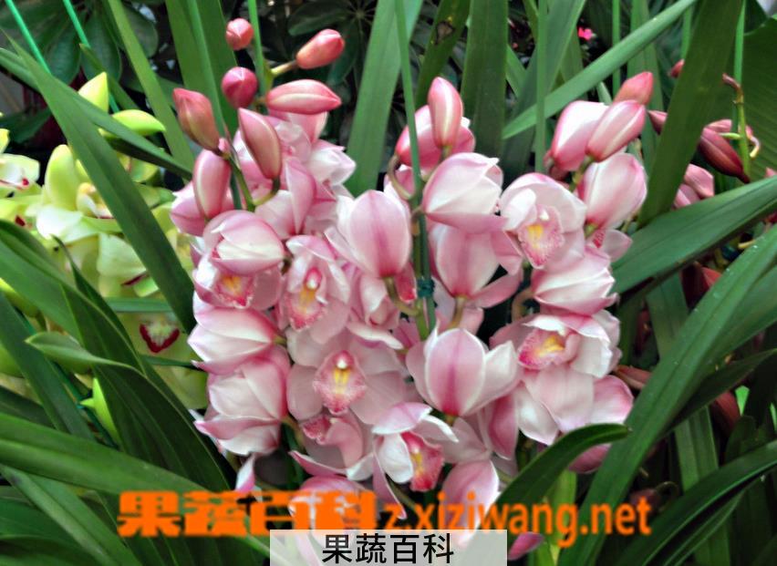 果蔬百科大花蕙兰烂根怎么办