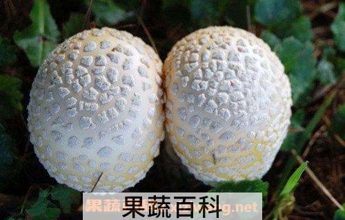 名贵菌类