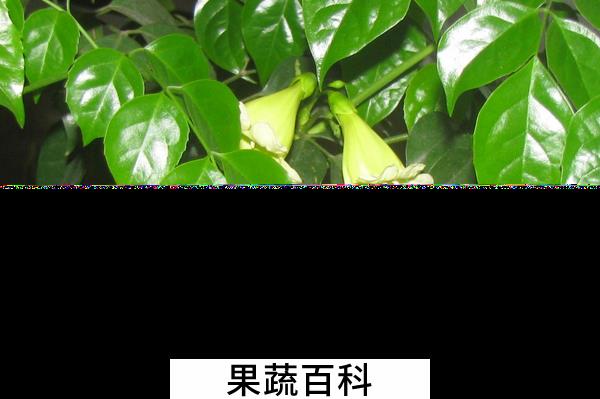 果蔬百科幸福树的功效与作用