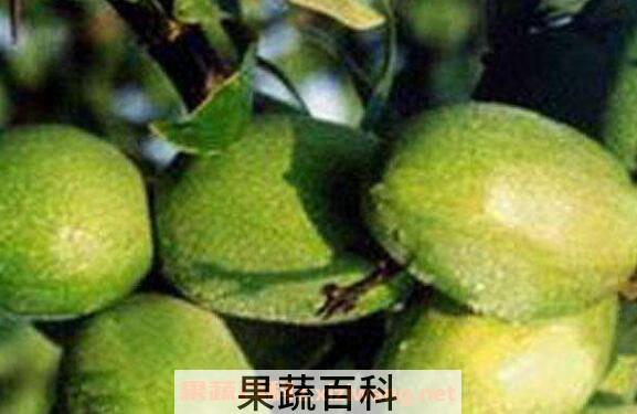番木瓜与木瓜的区别