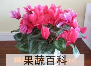 果蔬百科仙客来叶子发黄的原因