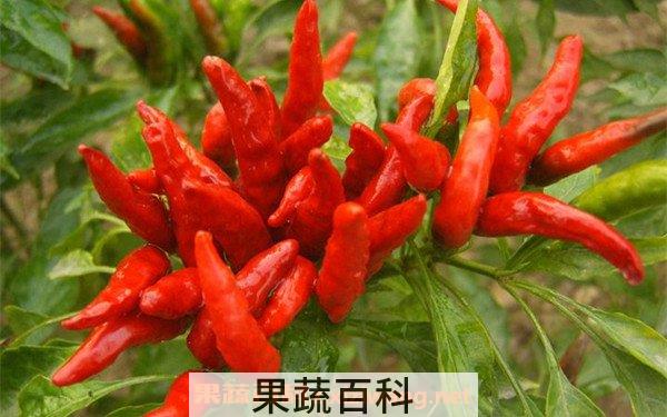 朝天椒