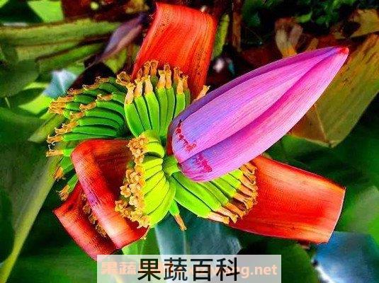 香蕉花