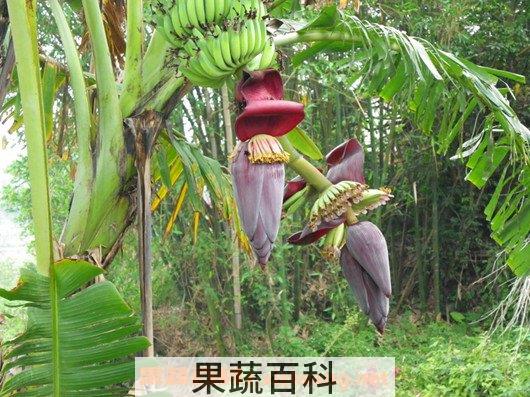香蕉花