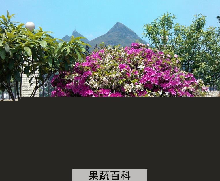 果蔬百科三角梅的扦插方法图