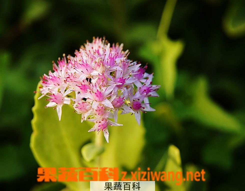 果蔬百科八宝景天怎么种