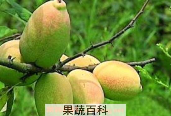 宣木瓜怎么吃好 宣木瓜的食用方法