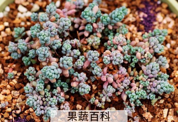 果蔬百科姬星美人怎么养 姬星美人花的养殖方法