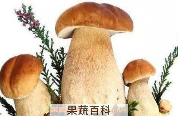 野生菌的功效与作用 吃野生菌的好处有哪些
