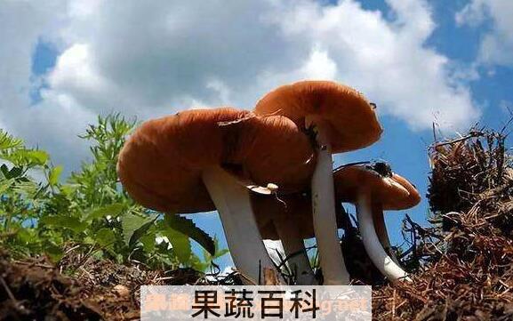 野生菌的功效与作用 吃野生菌的好处有哪些