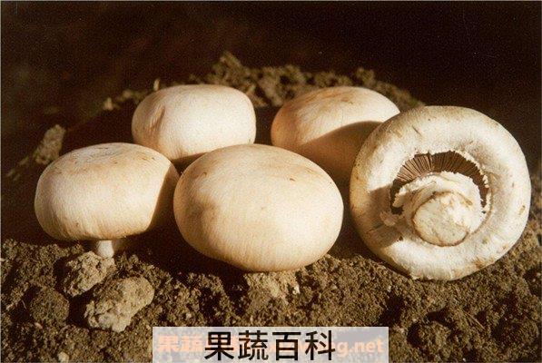 蒙古口蘑