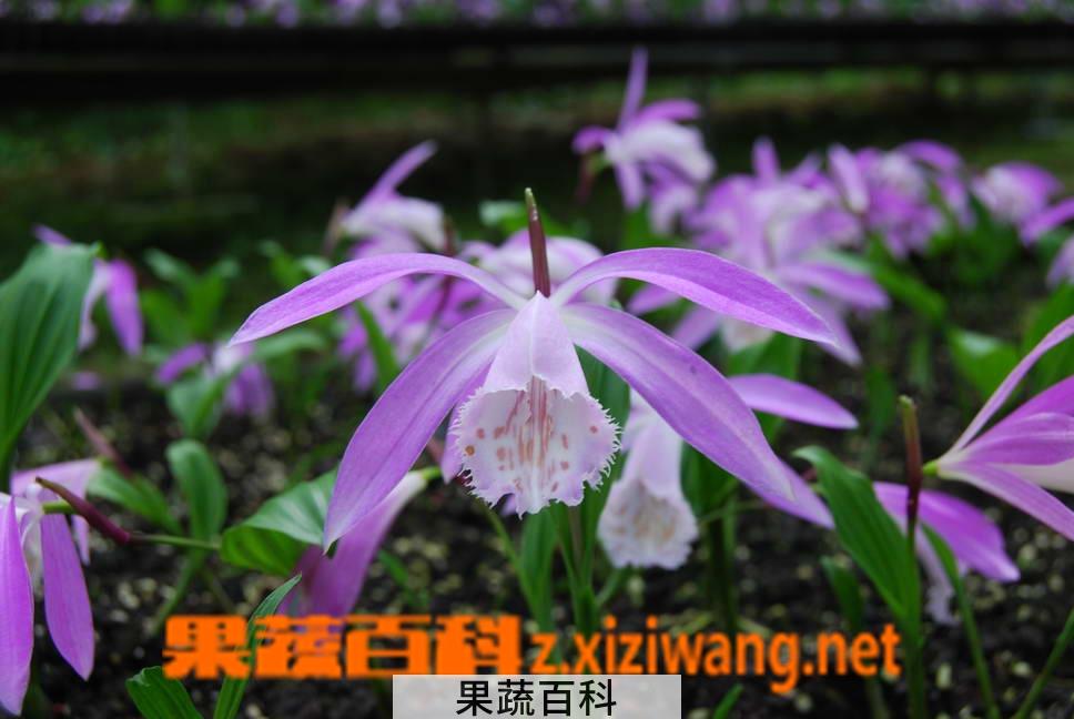 果蔬百科一叶兰怎么养 一叶兰的养殖方法
