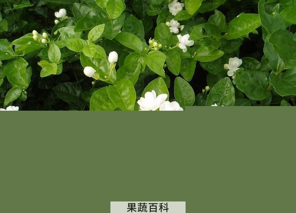 果蔬百科麝香茉莉图片和介绍 麝香茉莉种植