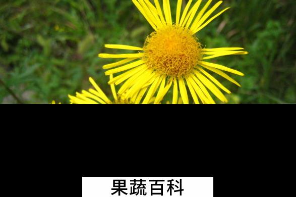 果蔬百科旋复花的功效与作用