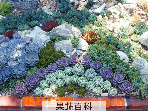 果蔬百科肉肉植物的养殖方法