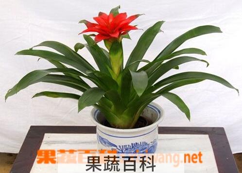 果蔬百科鸿运当头浇水方法 鸿运当头浇水注意事项