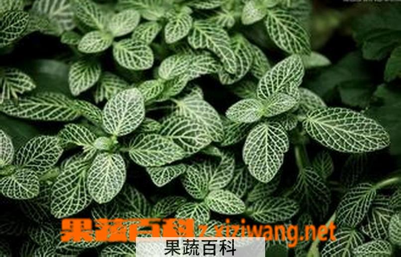 果蔬百科网纹草的养殖方法详解