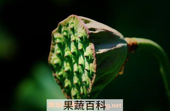 莲蓬泡水的功效与作用 莲蓬泡水的正确方法