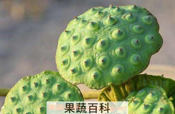 莲蓬泡水的功效与作用 莲蓬泡水的正确方法