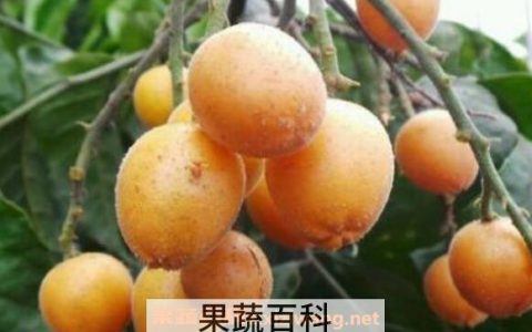 黄皮有什么功效? 黄皮功效与作用及禁忌