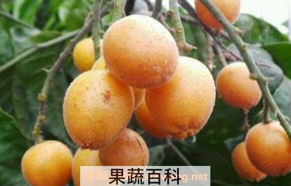 黄皮的功效与作用 黄皮的禁忌	