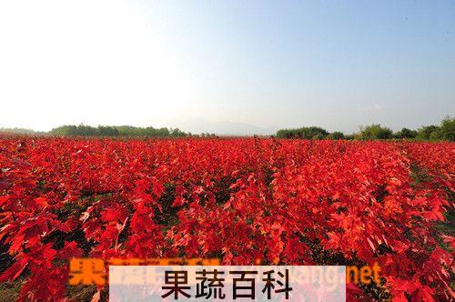 果蔬百科美国红枫的功效与作用