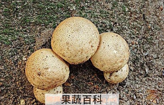 马勃菌的功效与作用