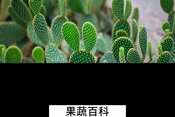 果蔬百科仙人掌的药用价值与功效